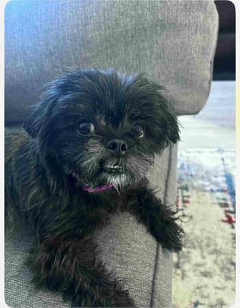 Shih tzu 1