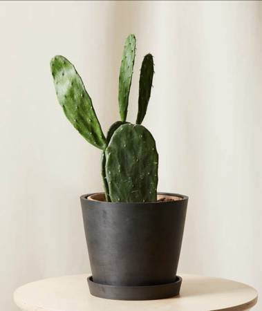 Prickly pear, cactus 1