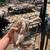 Turkeys 1 thumbnail