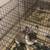 French Bulldog Puppies 8 thumbnail