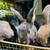 Mini Plush Lops 10 thumbnail