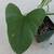 Philodendron hastatum 'Silver Sword' 2 thumbnail
