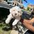 Schnoodle Puppies 2 thumbnail