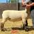 Ram Lambs 1 thumbnail