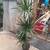 Dracaena marginata dragon tree 3gallon 4ft to 5ft $100 each 18 thumbnail