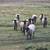 SHEEP FOR SALE 2 thumbnail
