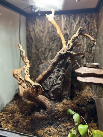 Gecko crestado (Ocala)63687883025667122