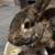 2 yr old spayed indoor rabbit 1 thumbnail