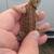 Bearded Dragon Baby Morph Genetics 8 thumbnail