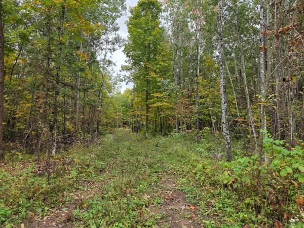 $59,900 6.2 Wooded Acres Walking Distance to State Forest and the Popple River (Fern)64152182333569121