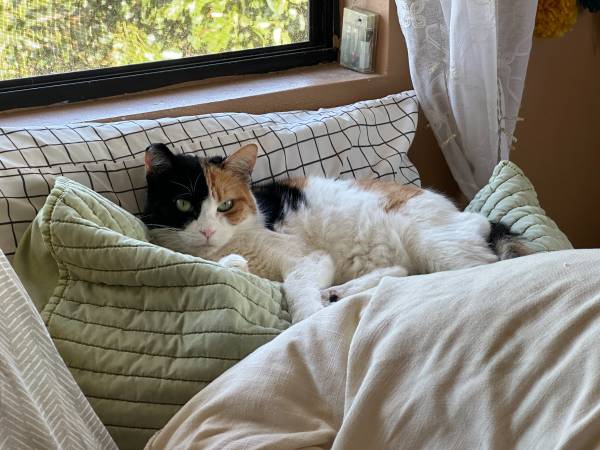 looking for cat-friendly studio 1