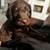 Labradoodles  F1 11 thumbnail