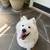 Dog walking/ pet sitting 1 thumbnail
