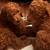 AKC standard poodles 3 thumbnail