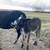 Zebu bull calf 2 thumbnail