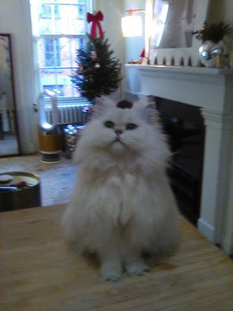 *Traveling with precious Cats 🐾 at home? 1