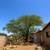 Tree Service / yard maintenance / tree and shrub planting / feeding 7 thumbnail