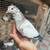 Rehome roller pigeons 1 thumbnail