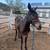 Mule 1 thumbnail