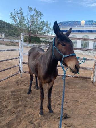 Mule 1