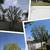 D & A TREE SERVICE FREE ESTIMATES (661)201-4306 14 thumbnail