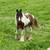 2yo Gypsy Vanner Filly 8 thumbnail