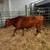 Young Bred Cows 6 thumbnail