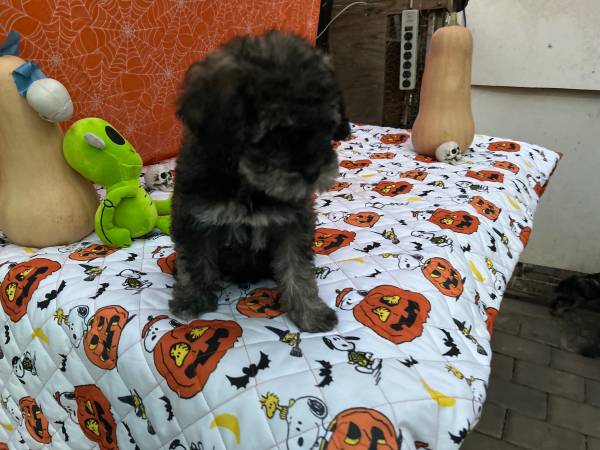 Schnauzer puppies (gilroy)63934079143042121
