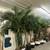 12 ft tall Adonidia Palm Trees 7 thumbnail