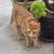domestic shorthair kitten $60 7 thumbnail