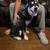 7 month huskies 4 thumbnail
