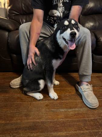7 meses de huskies63664482134273123