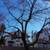 Tree removal   trimming  Tree care  Tree service 4 thumbnail