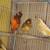 Song birds, canaries, java finch &  gouldians to re-home 16 thumbnail
