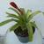 Bromeliad Vriesea Plant 3 thumbnail