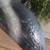 Big Sky Carvers Wood Skunk 8 thumbnail