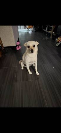 Free Chihuahua mix, white/tan (danville / san ramon)63935628011395122