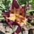 iris rhizomes 4 thumbnail