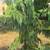 ALASKAN WEEPING CEDARS 3 thumbnail