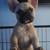 French Bulldog pups 8 thumbnail