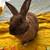 Adopt bonded rabbit bunny pair 2 thumbnail
