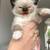 Very curious, friendly, and loves attention kitten!! 1 thumbnail