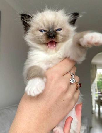 Very curious, friendly, and loves attention kitten!! 1