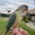 Baby conures 4 thumbnail