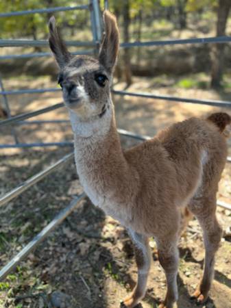 "Venus" -  Young Female Cria (Baby Llama) 1