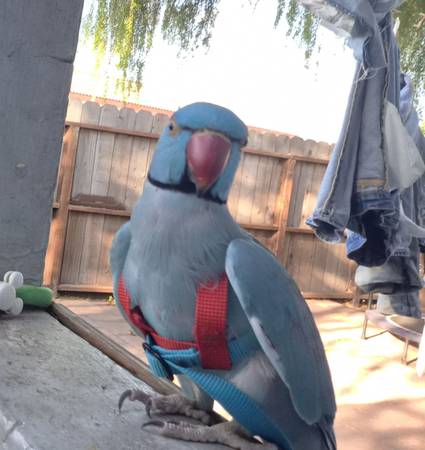 HAVE YOU SEEN ME? (San Pablo)63764649272065120