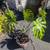 Household Jungle Plants 1 thumbnail