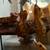 Flame adult female crested gecko and baby gecko 2 thumbnail