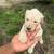 Goldendoodles 4 thumbnail