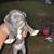 Pitbull puppies 22 thumbnail